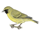 Yellow-browed Citril