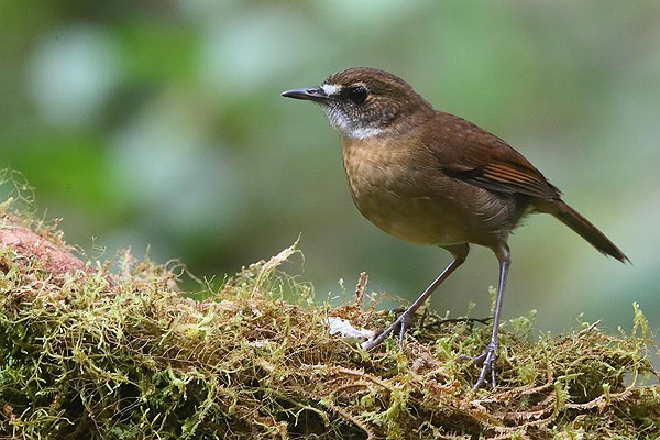 Lesser Ground-robin