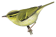 Kloss’s Leaf-warbler