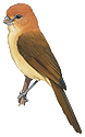 Rufous-headed Parrotbill