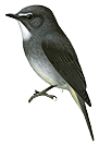 Dusky-blue Flycatcher
