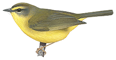 Peruvian Citrine Warbler